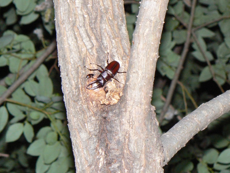 ヤナギ林のその他のヤナギ_今年最初のノコギリクワガタ♂_2021年5月24日_20時5分 気温23度
